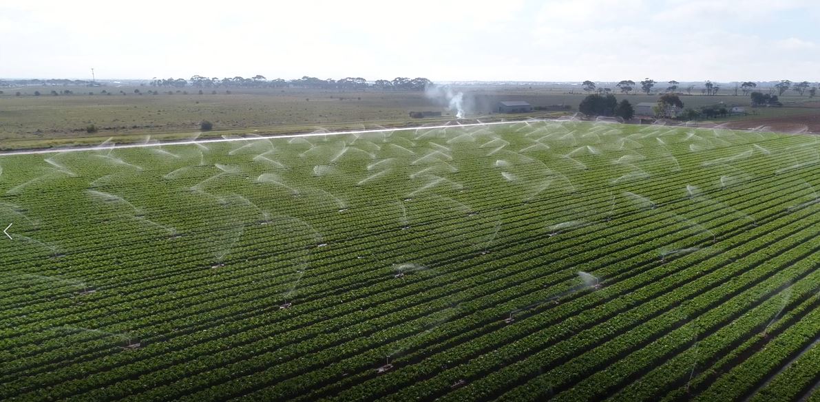 Horticulture / Vegetable Farming Positions